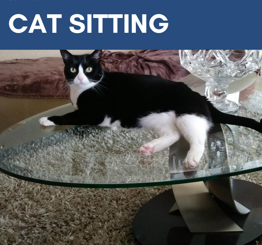 cat sitting