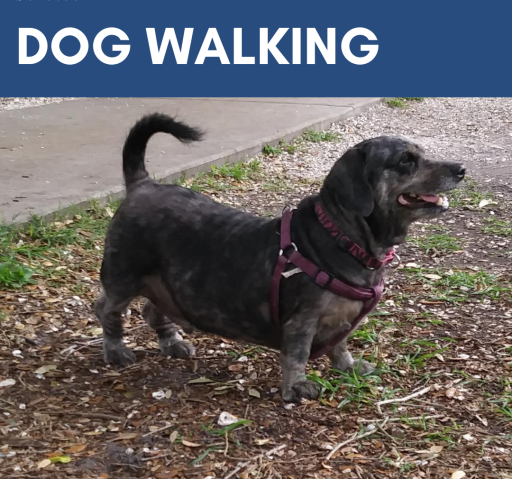 dog walking