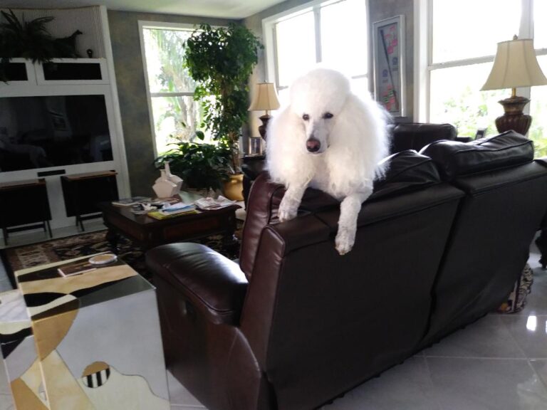 dog sitting