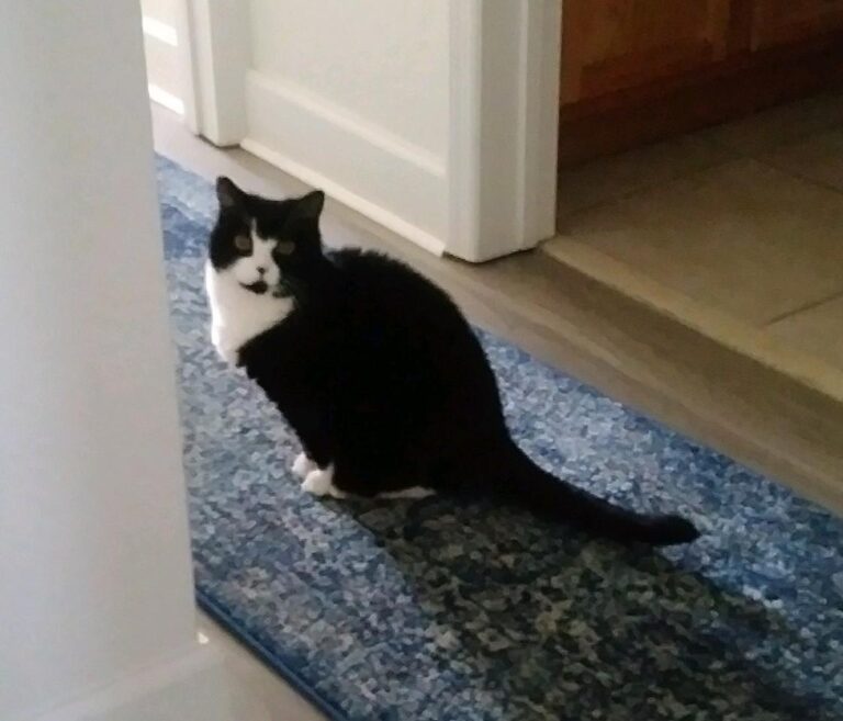 cat sitting