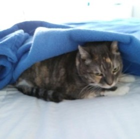 cat sitting