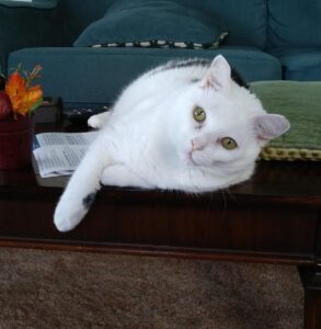 white cat